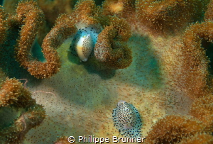 Ovules (french name) by Philippe Brunner 